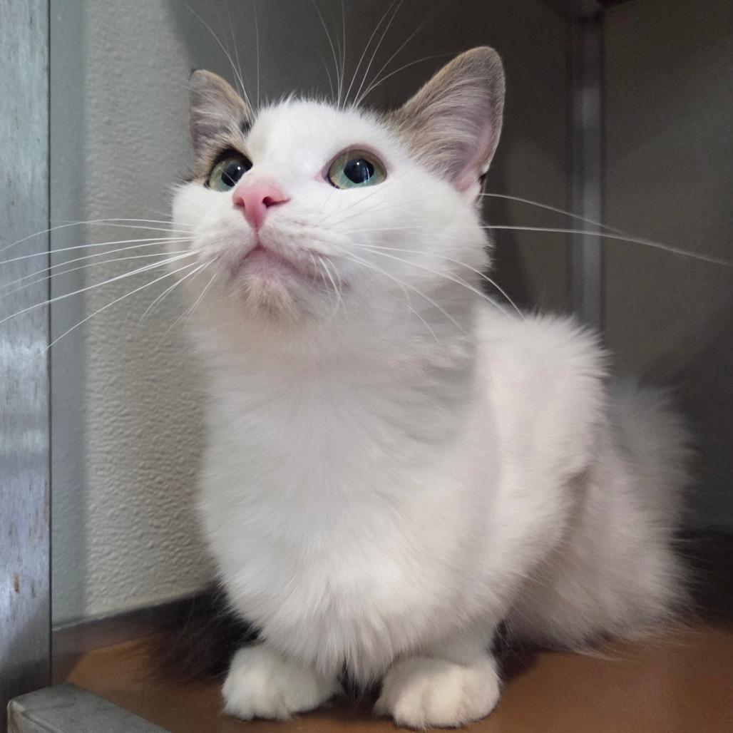 Enlarge Polly, a Adoptable Domestic Medium Hair in Chattanooga, TN image 1/4