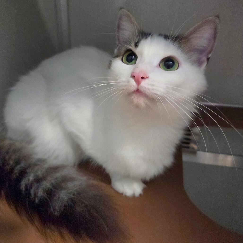 Enlarge Polly, a Adoptable Domestic Medium Hair in Chattanooga, TN image 2/4