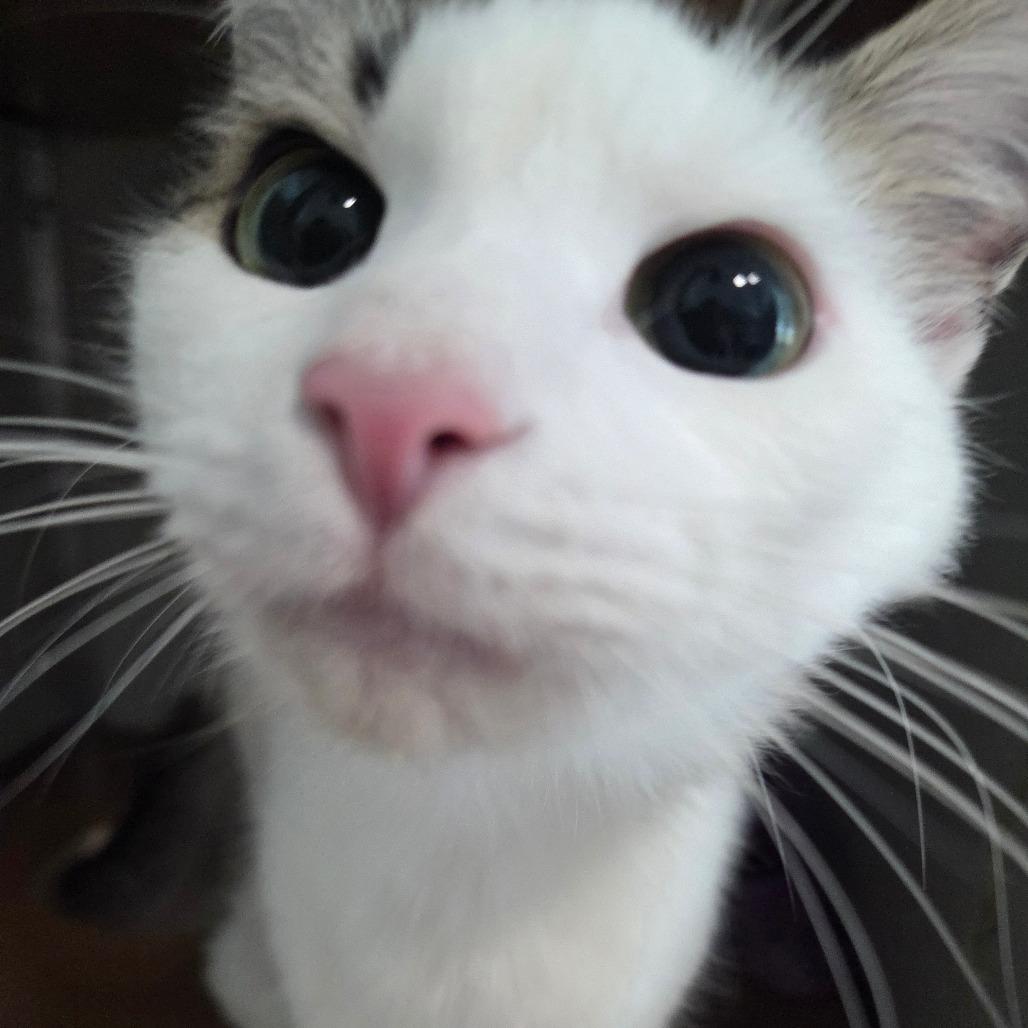 Enlarge Polly, a Adoptable Domestic Medium Hair in Chattanooga, TN image 3/4