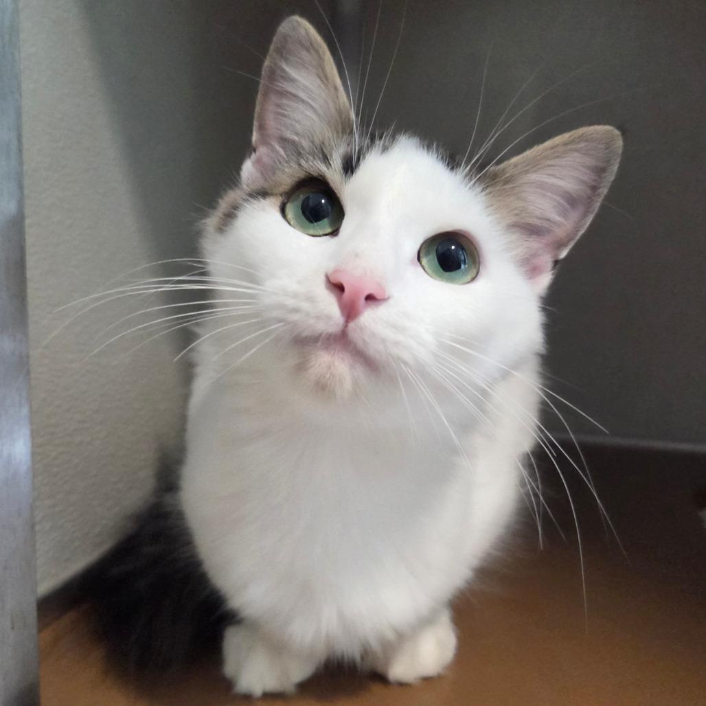 Enlarge Polly, a Adoptable Domestic Medium Hair in Chattanooga, TN image 4/4
