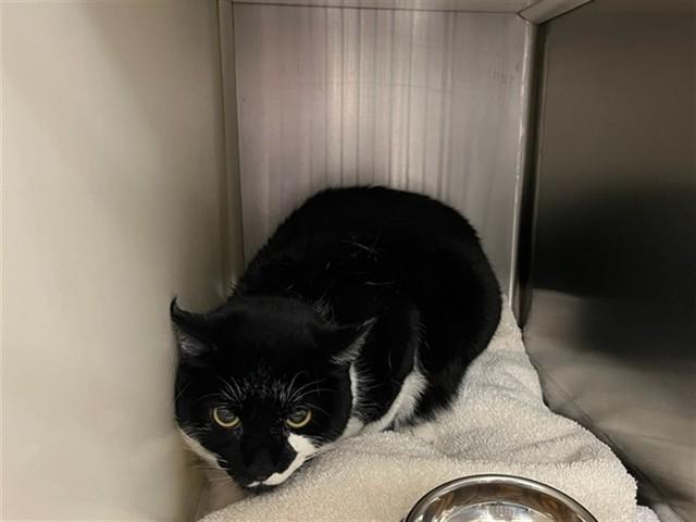 Enlarge MIDNIGHT, a Adoptable Domestic Short Hair in Colorado Springs, CO image 1/1