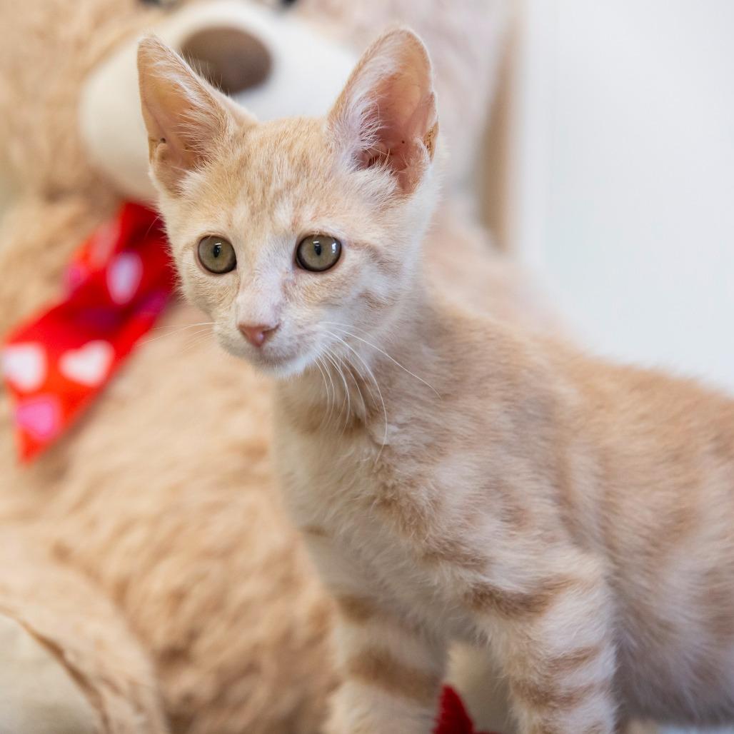 Russy, Adoptable, Young Male Domestic Short Hair.