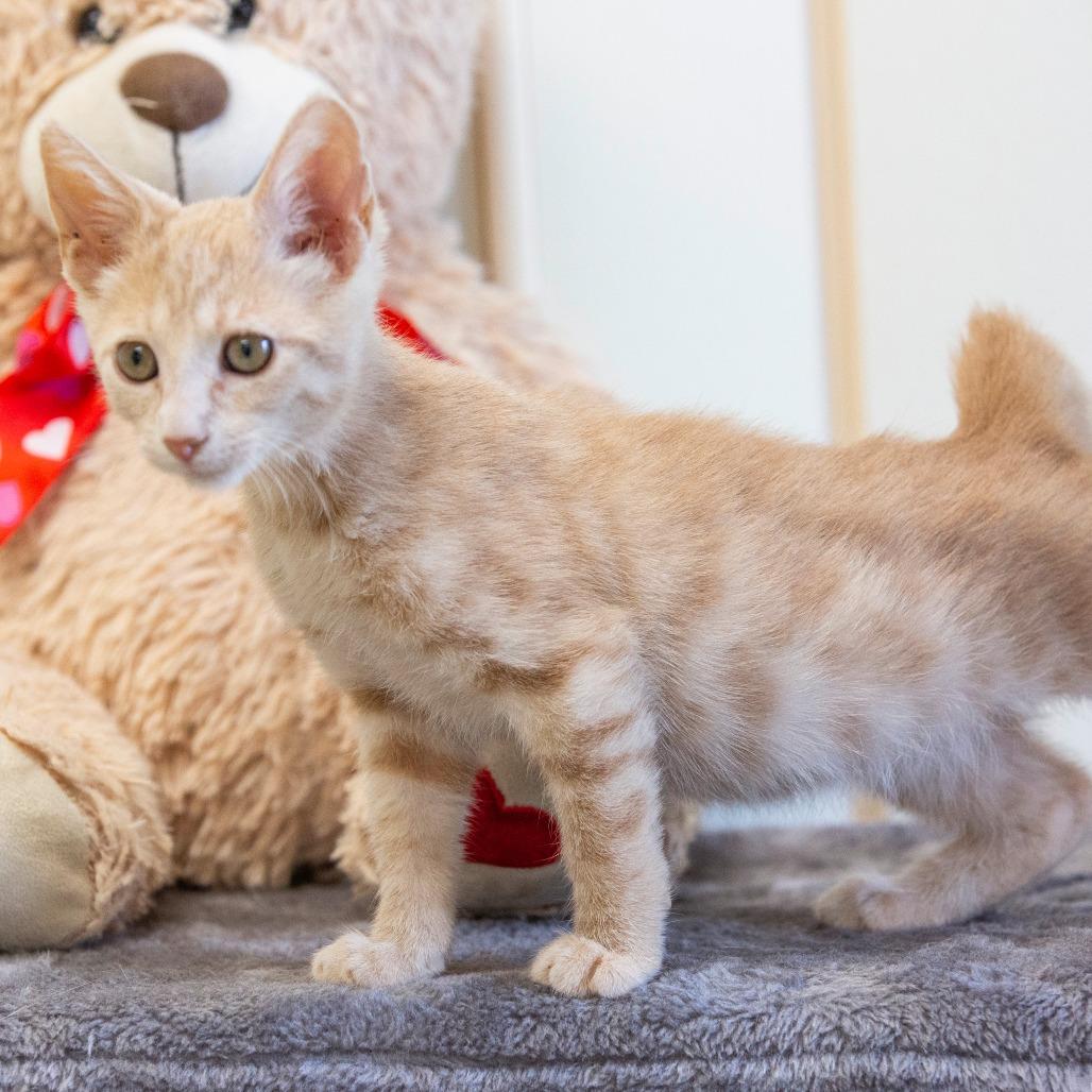 Enlarge Russy, a Adoptable Domestic Short Hair in Cartersville, GA image 2/3