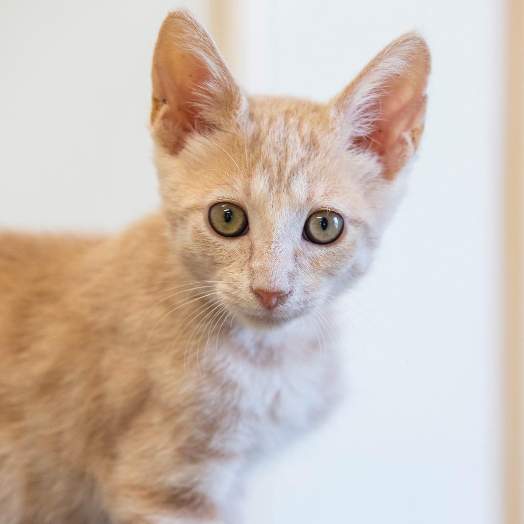 Enlarge Russy, a Adoptable Domestic Short Hair in Cartersville, GA image 3/3