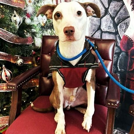 Enlarge "Atticus", a ADOPTABLE American Staffordshire Terrier in Perkiomenville, PA image 1/1