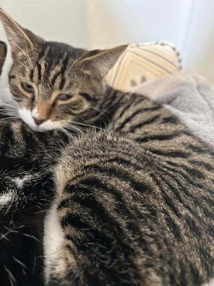 Enlarge Pixel, a Adoptable mixed breed in Hamilton, MT image 4/4