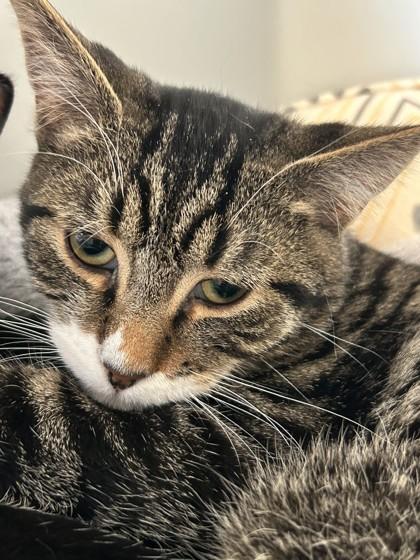 Enlarge Pixel, a Adoptable mixed breed in Hamilton, MT image 3/4