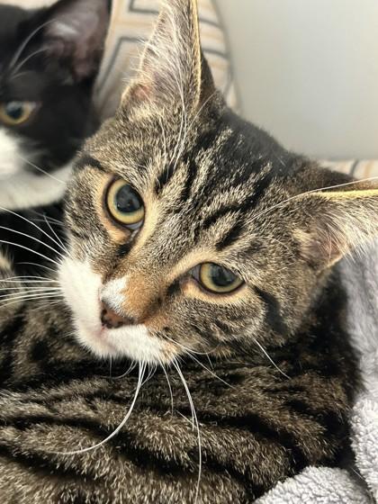 Pixel, Adoptable, Young Male Domestic Short Hair.
