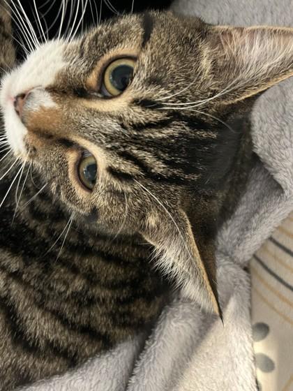 Enlarge Pixel, a Adoptable mixed breed in Hamilton, MT image 2/4