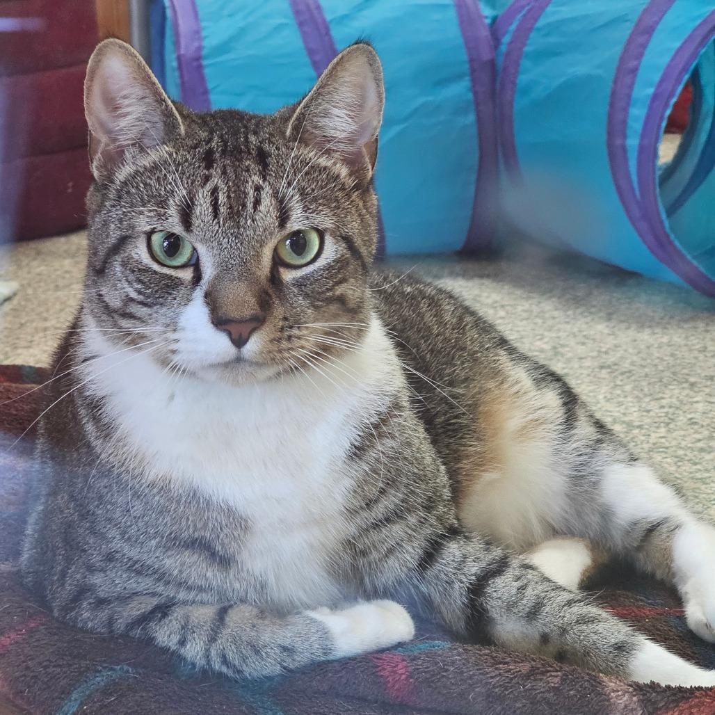 Enlarge Boba, a ADOPTABLE Domestic Short Hair in Brownsville, VT image 1/1