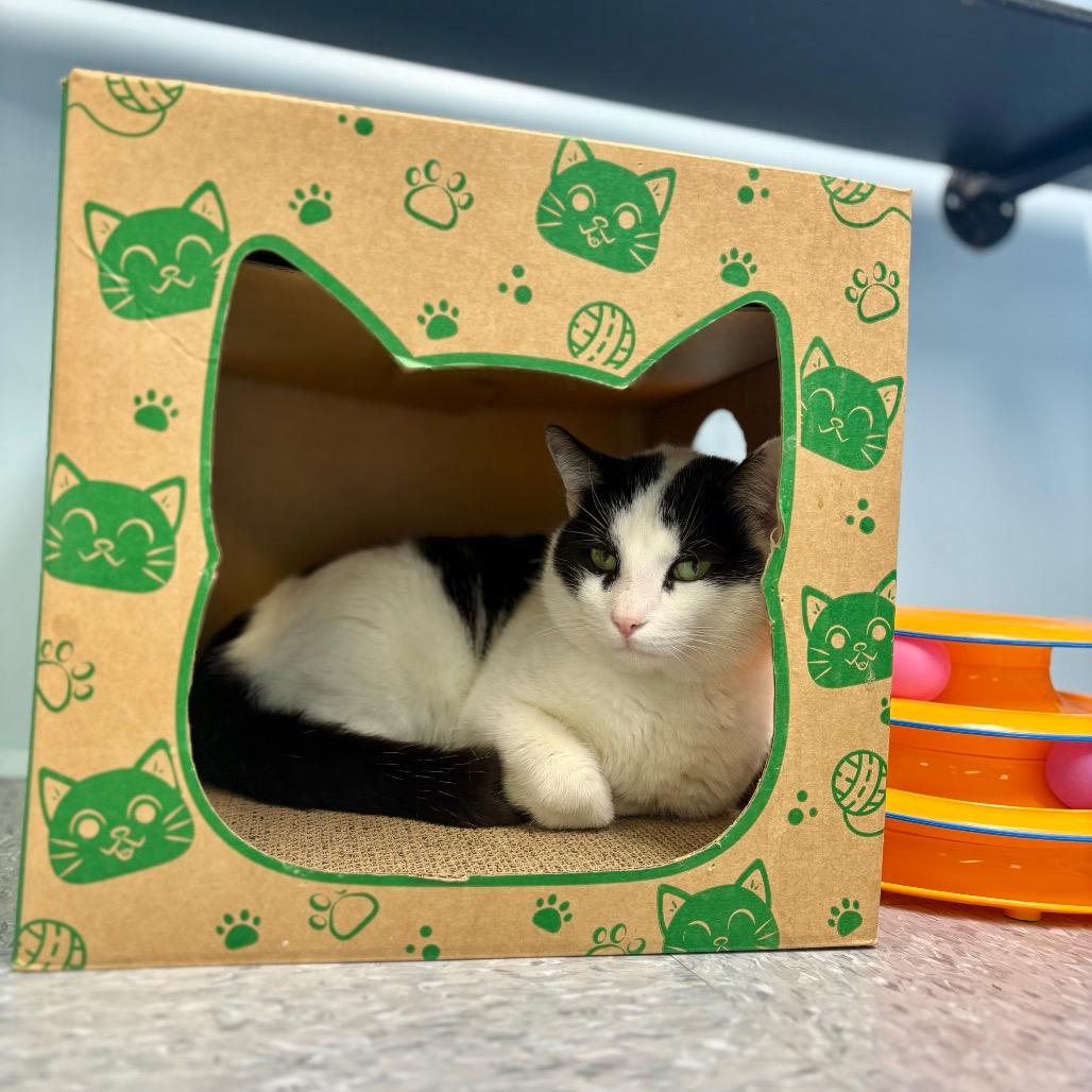 Crowley, Adoptable, Adult Male Domestic Short Hair.