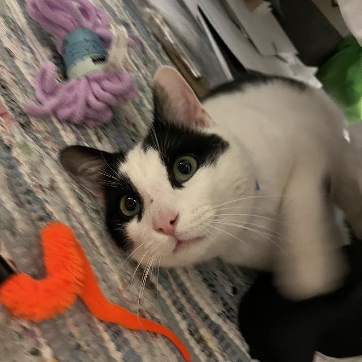 Crowley, Adoptable, Adult Male Domestic Short Hair.