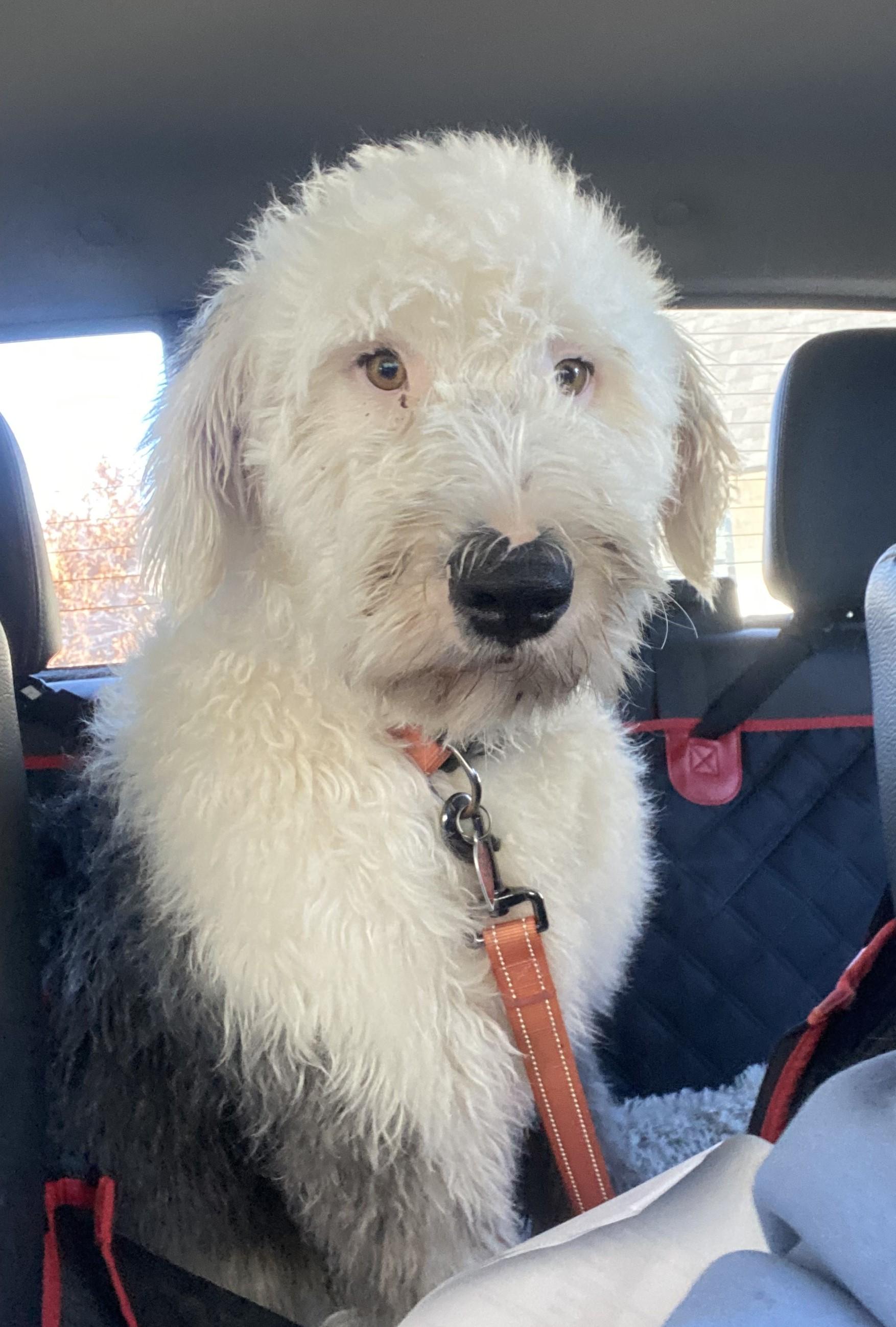 Keaton, a Adoptable Old English Sheepdog in Lincoln, NE image 2/6