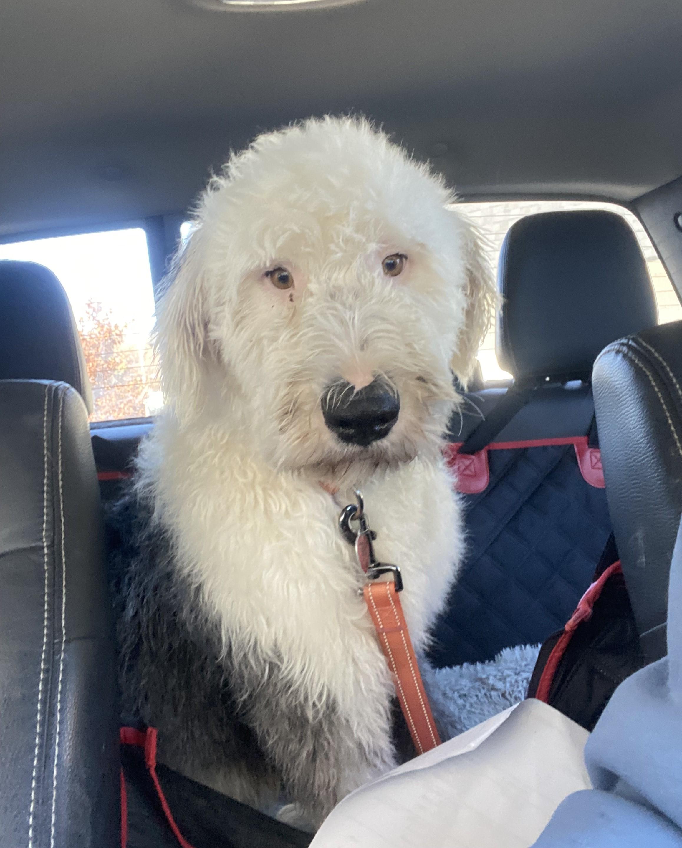 Keaton, a Adoptable Old English Sheepdog in Lincoln, NE image 3/6