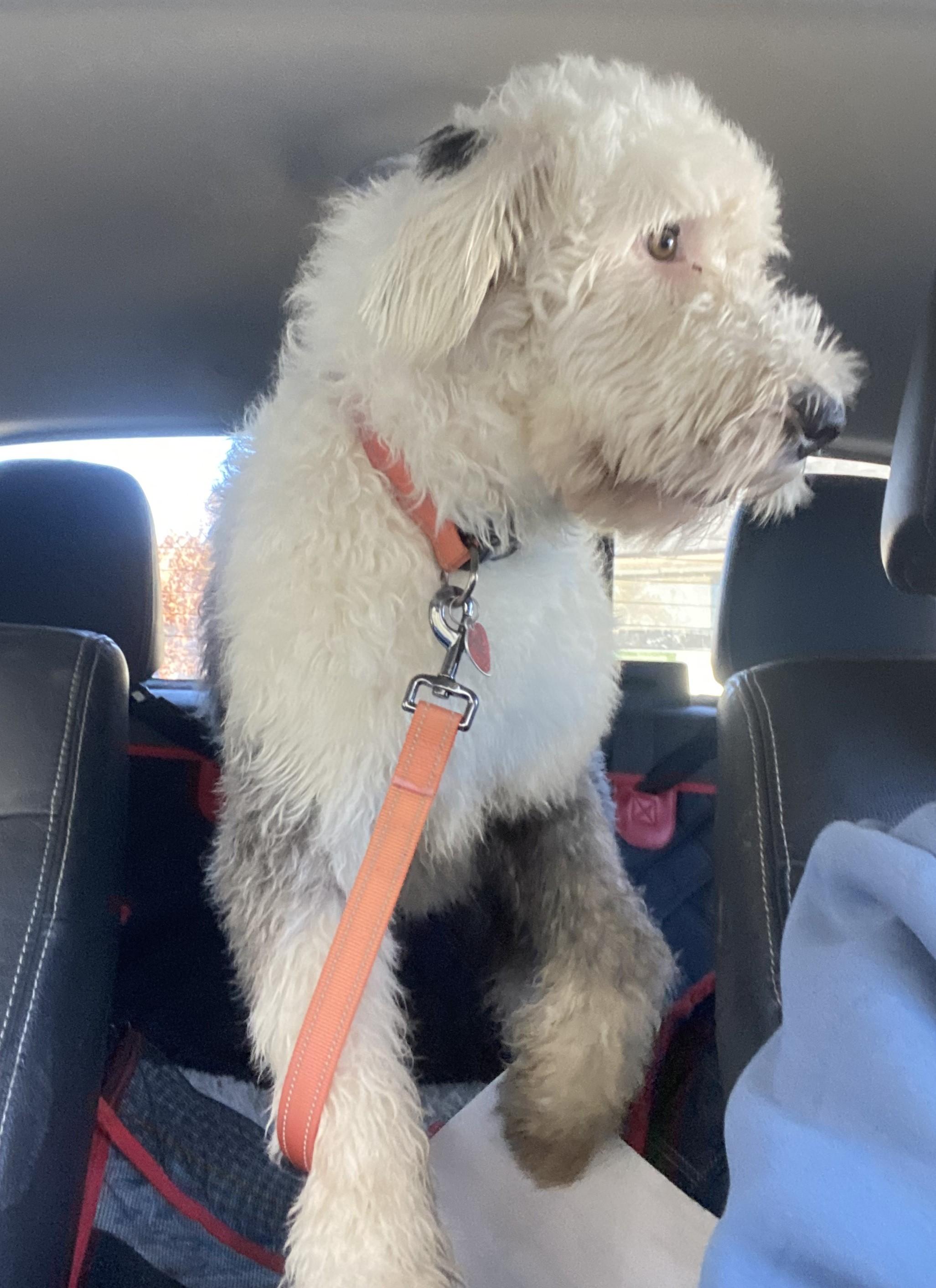 Keaton, a Adoptable Old English Sheepdog in Lincoln, NE image 4/6