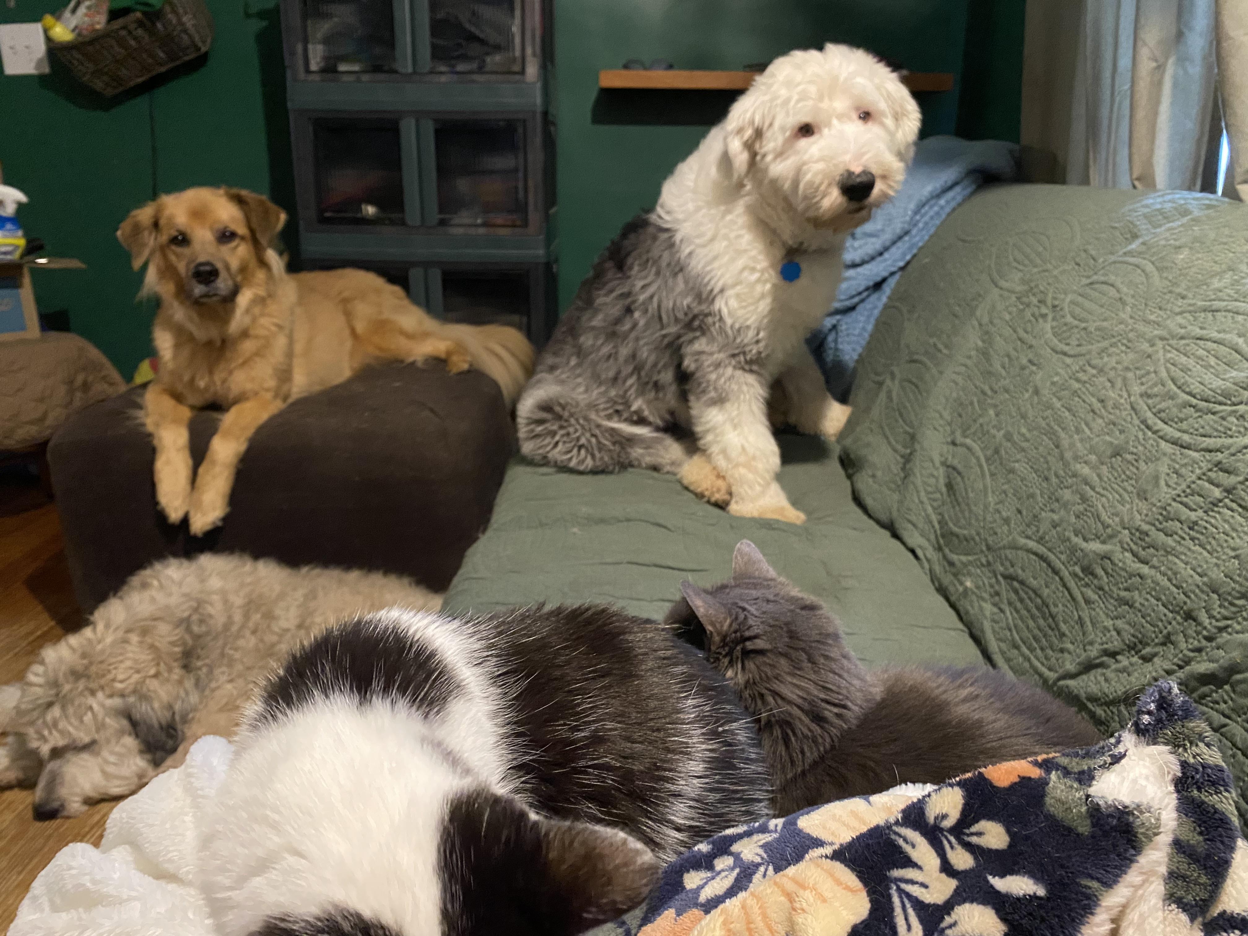 Keaton, a Adoptable Old English Sheepdog in Lincoln, NE image 6/6