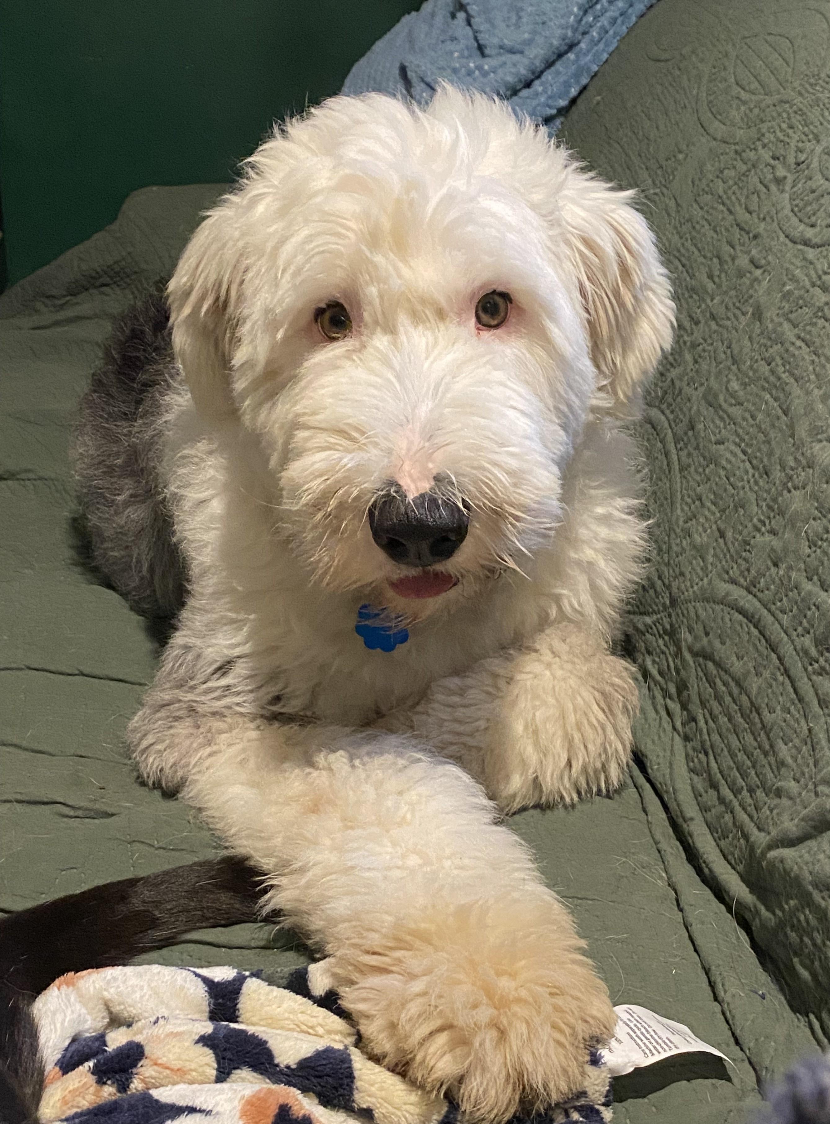 Keaton, a Adoptable Old English Sheepdog in Lincoln, NE image 5/6