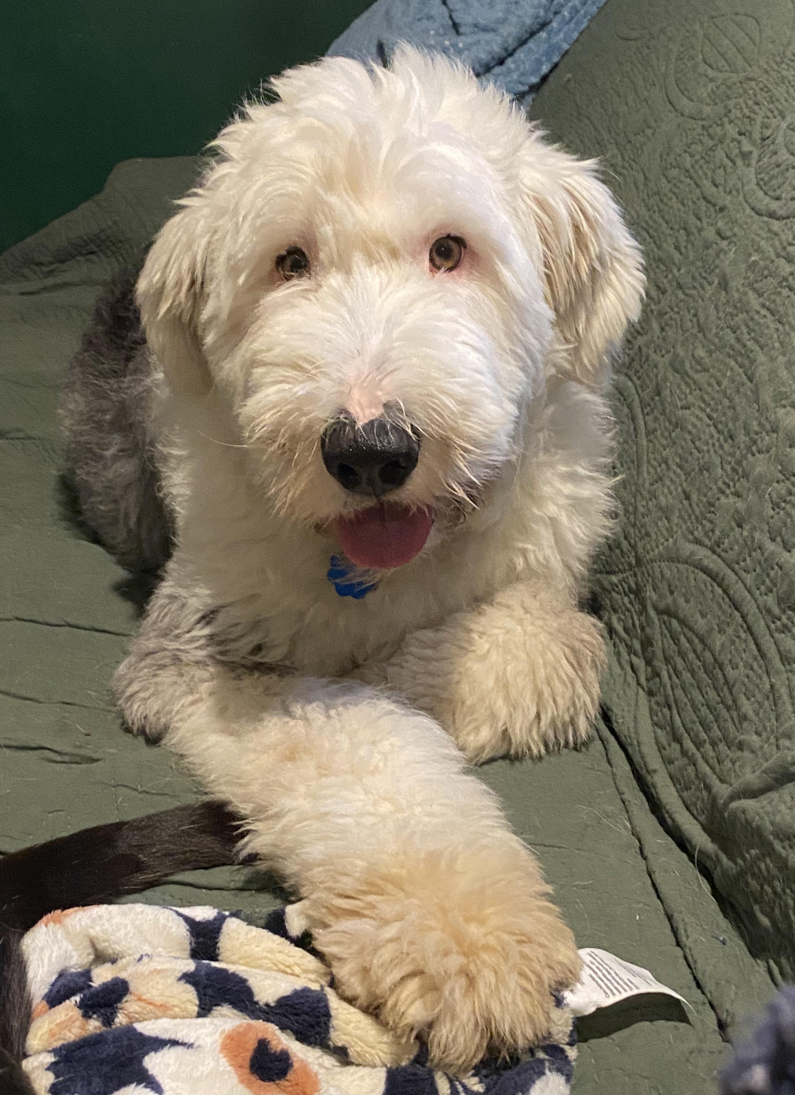 Keaton, Adoptable, Young Female Old English Sheepdog.