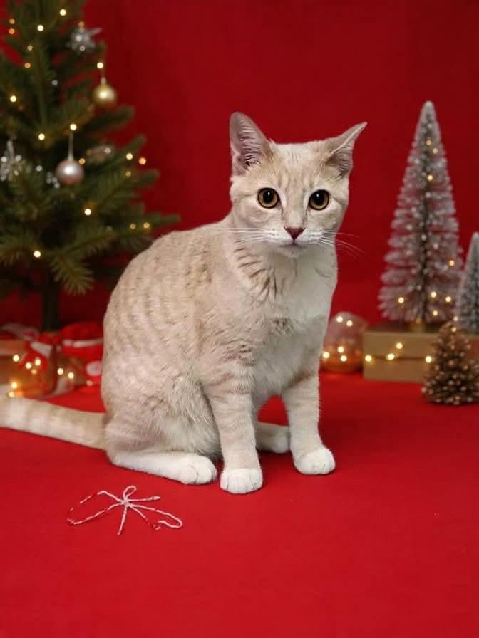 Enlarge Buttercup, a Adoptable mixed breed in Farmington, CT image 1/4