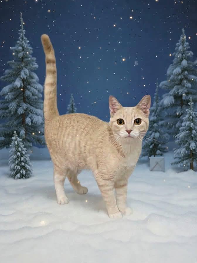 Enlarge Buttercup, a Adoptable mixed breed in Farmington, CT image 2/4