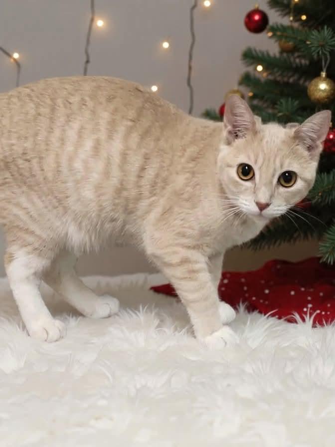 Enlarge Buttercup, a Adoptable mixed breed in Farmington, CT image 3/4