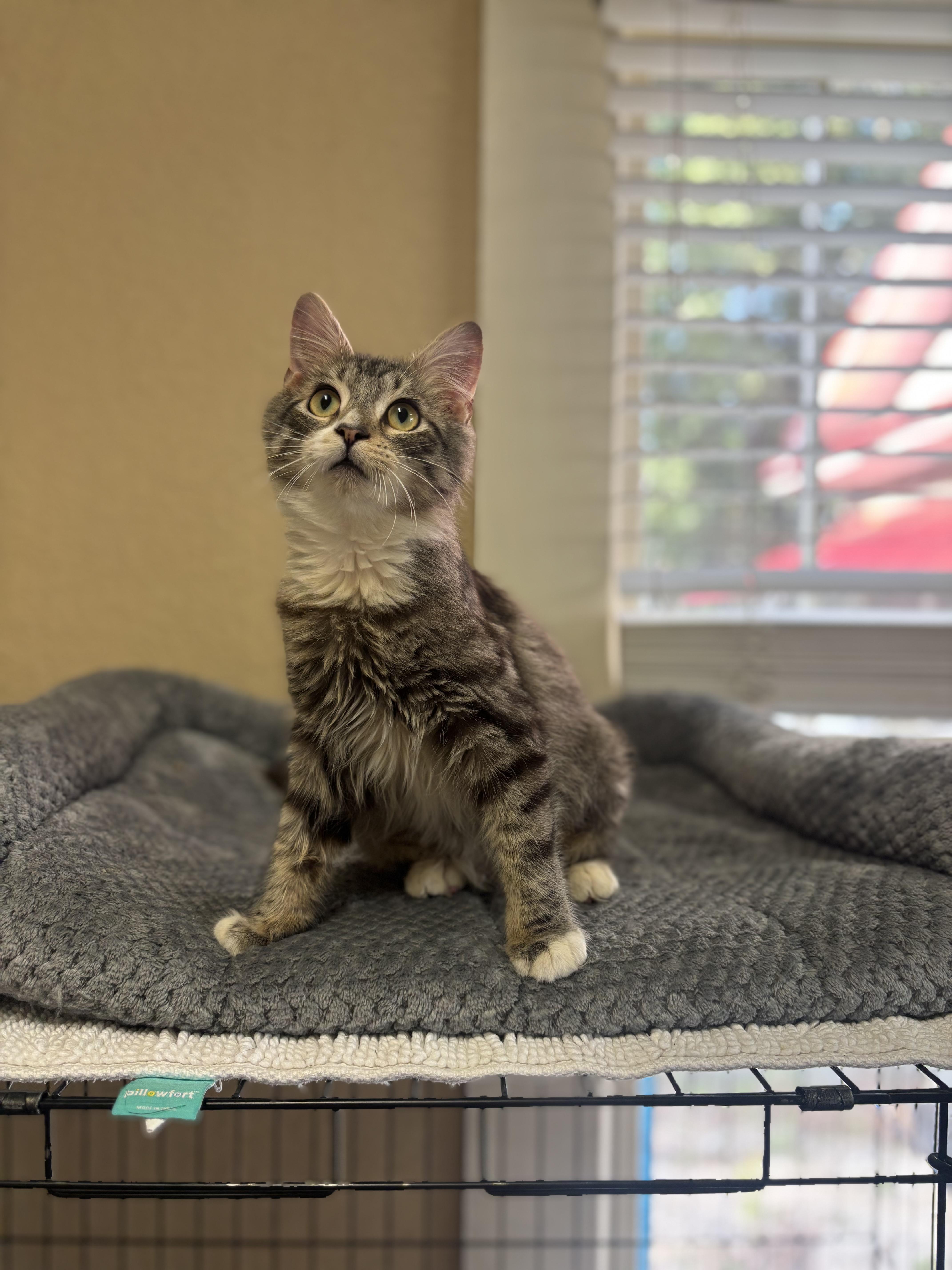 Pugsley, an adopted Domestic Medium Hair in Statesboro, GA image 5/5