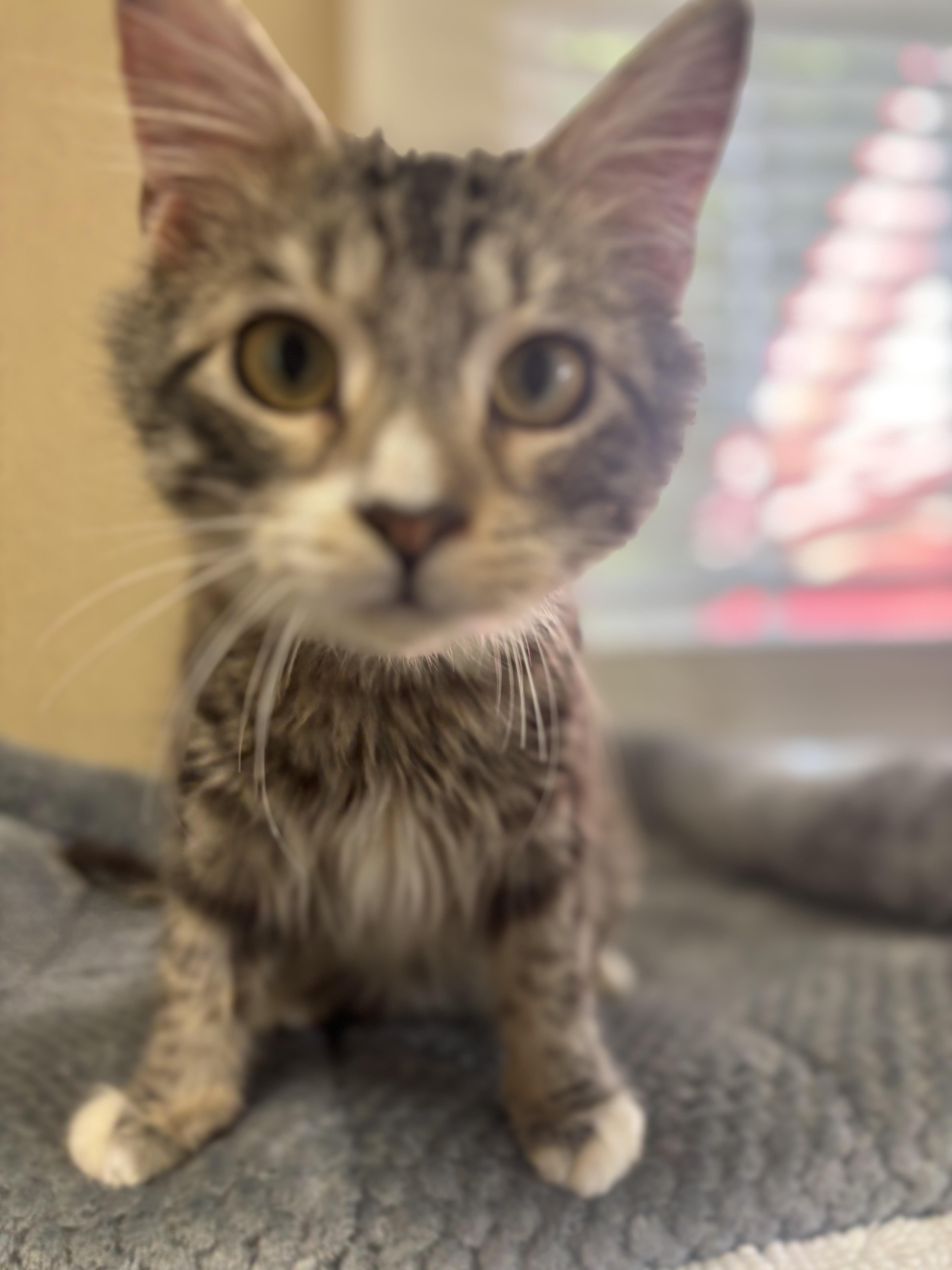 Pugsley, an adopted Domestic Medium Hair in Statesboro, GA image 2/5
