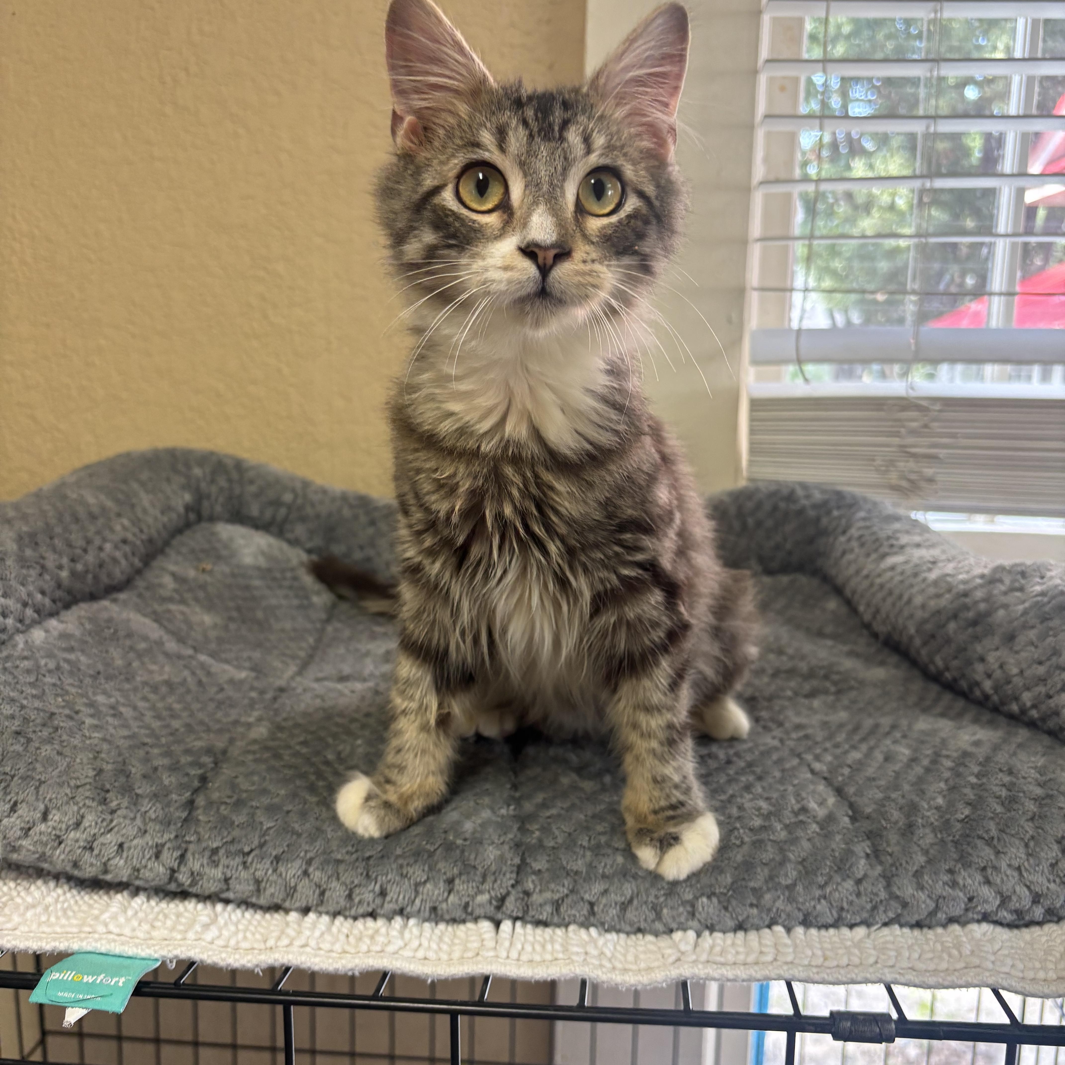 Pugsley, adopted, Young Male Domestic Medium Hair.