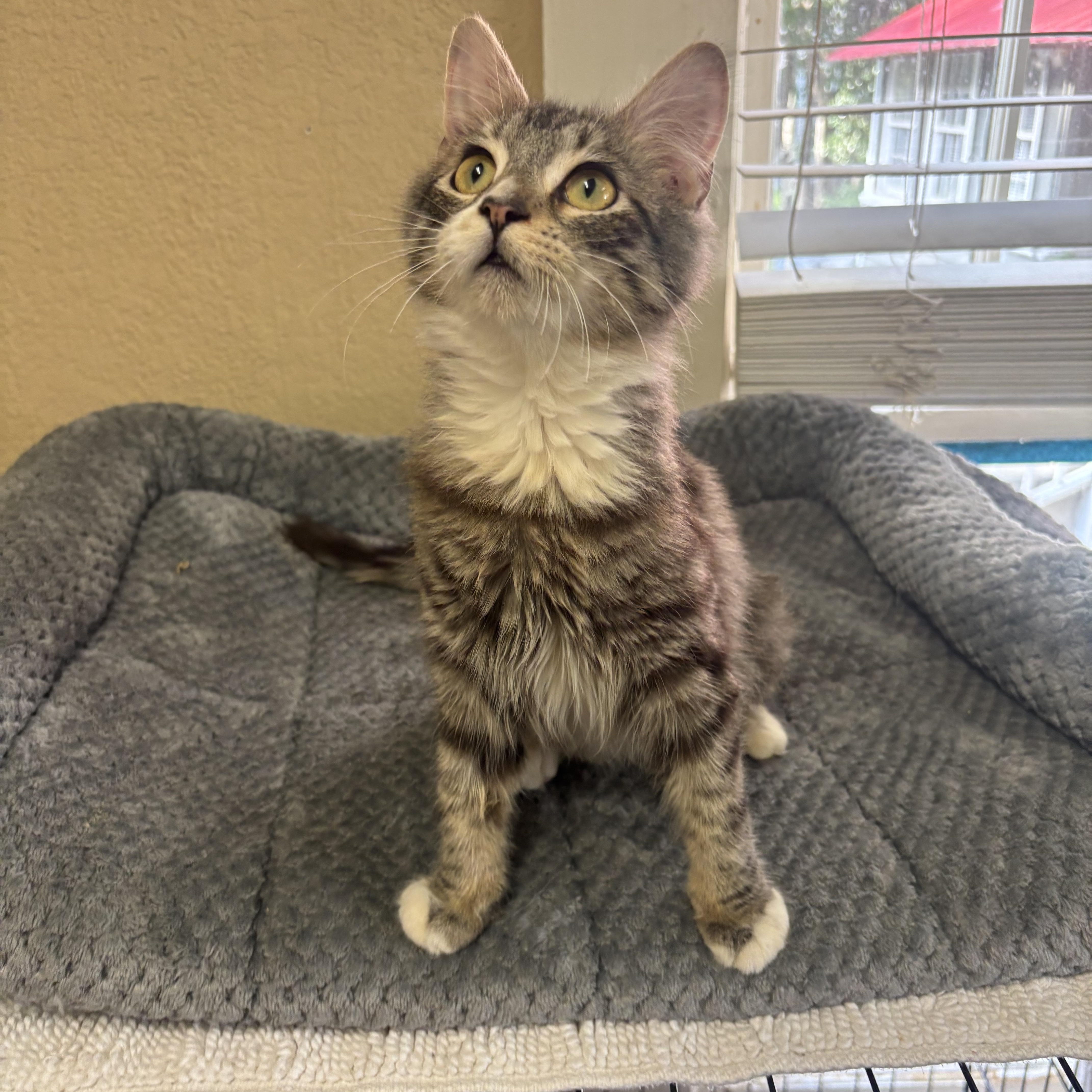 Pugsley, an adopted Domestic Medium Hair in Statesboro, GA image 4/5