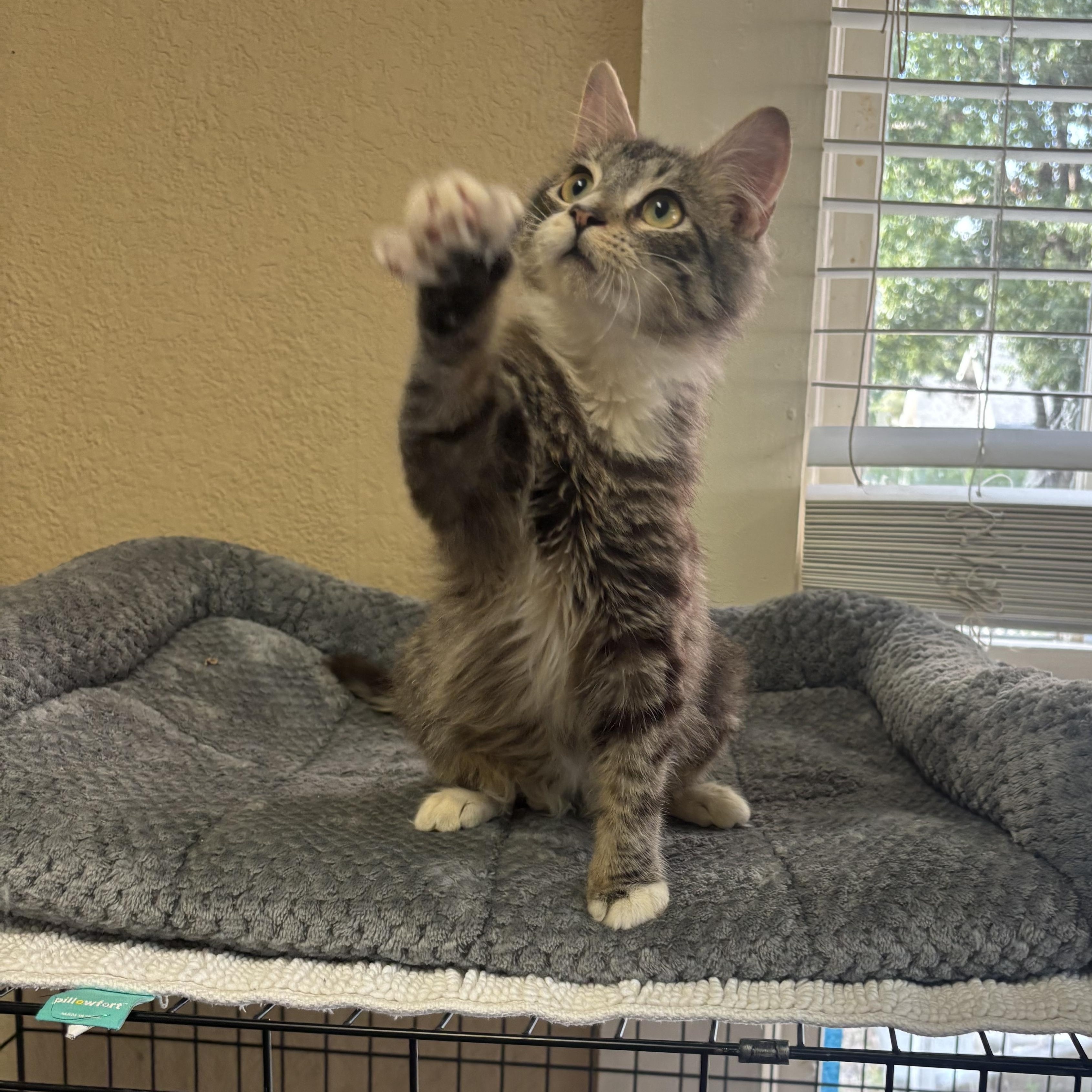 Pugsley, an adopted Domestic Medium Hair in Statesboro, GA image 3/5