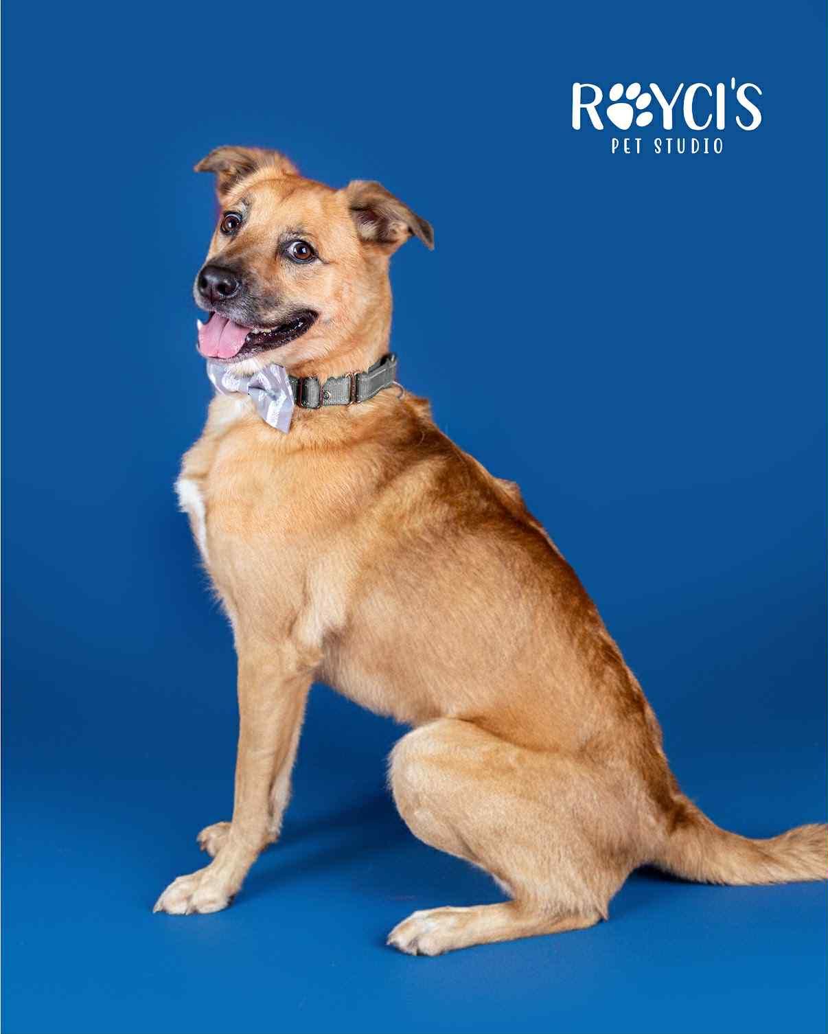 Mark, a Adoptable Shepherd in Salt Lake City, UT image 1/3