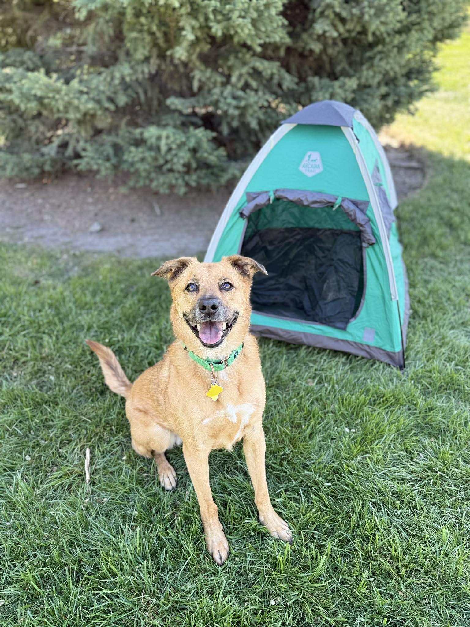 Mark, Adoptable, Adult Male Shepherd.