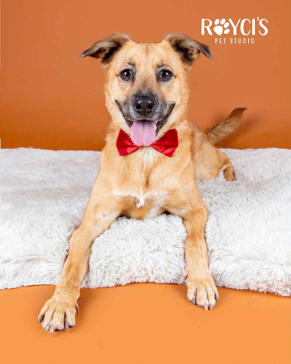 Mark, a Adoptable Shepherd in Salt Lake City, UT image 2/3