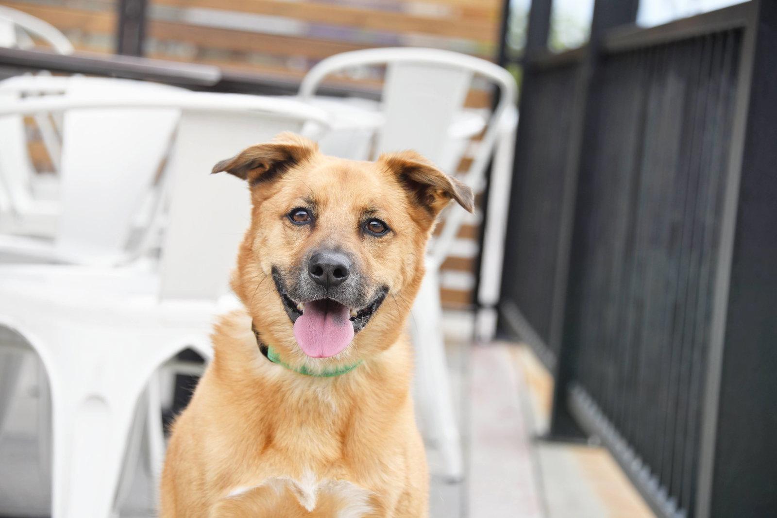 Enlarge Mark, a Adoptable Shepherd in Salt Lake City, UT image 2/3