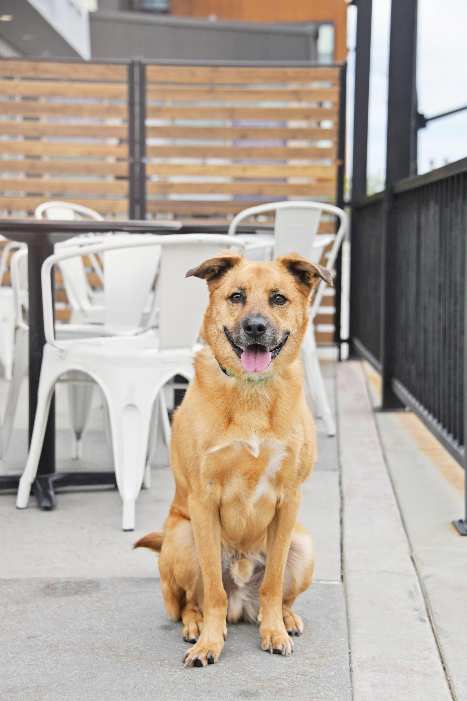 Enlarge Mark, a Adoptable Shepherd in Salt Lake City, UT image 3/3