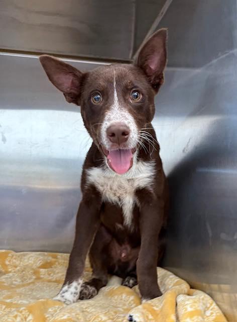 Mikey available at Charlie's Little Dog House