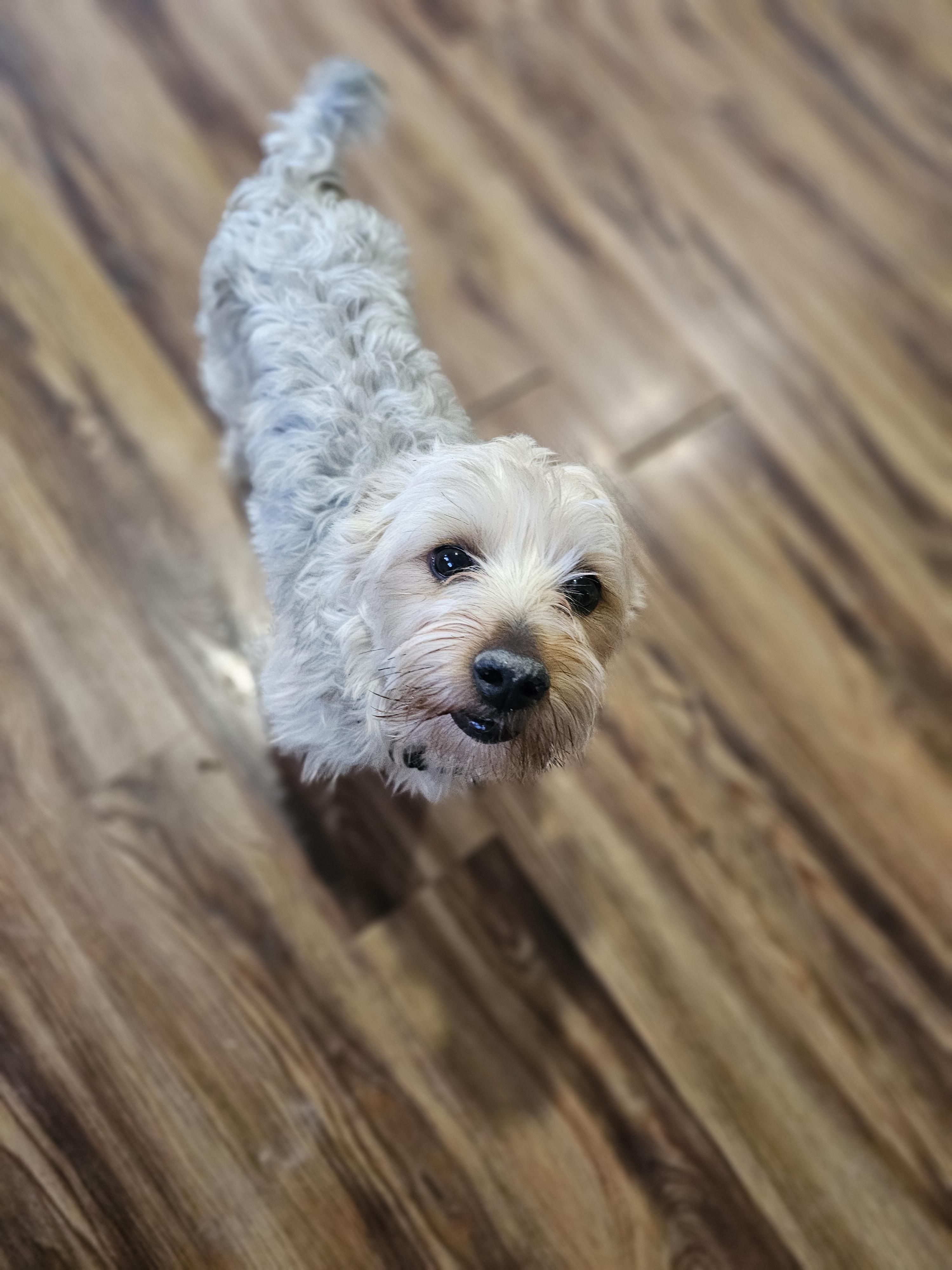 Benji, adopted, Adult Male Yorkshire Terrier.