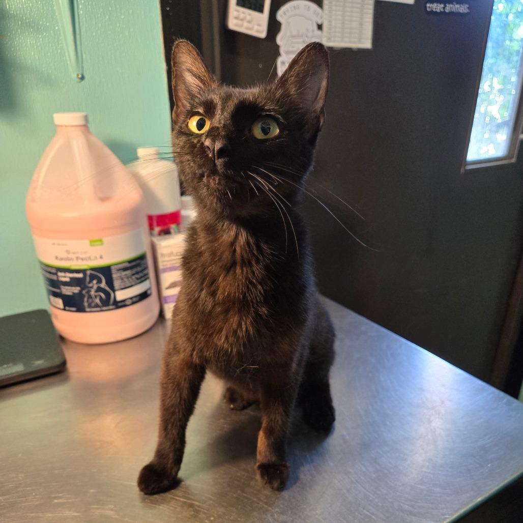 Velcro, an adoptable Domestic Short Hair in Graham, TX, 76450 | Photo Image 2