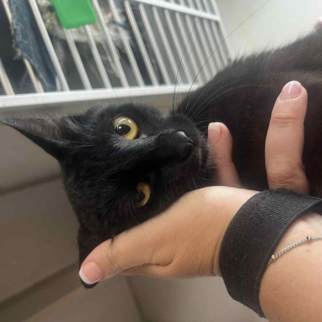 Velcro, an adoptable Domestic Short Hair in Graham, TX, 76450 | Photo Image 1
