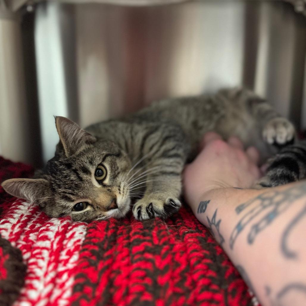 Upside Down Cake, Adoptable, Kitten Male Domestic Short Hair.