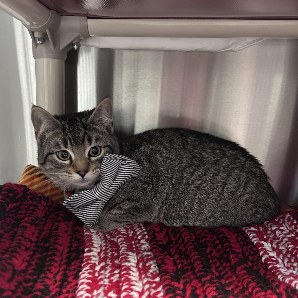 Enlarge Upside Down Cake, a Adoptable Domestic Short Hair in Hendersonville, NC image 2/4