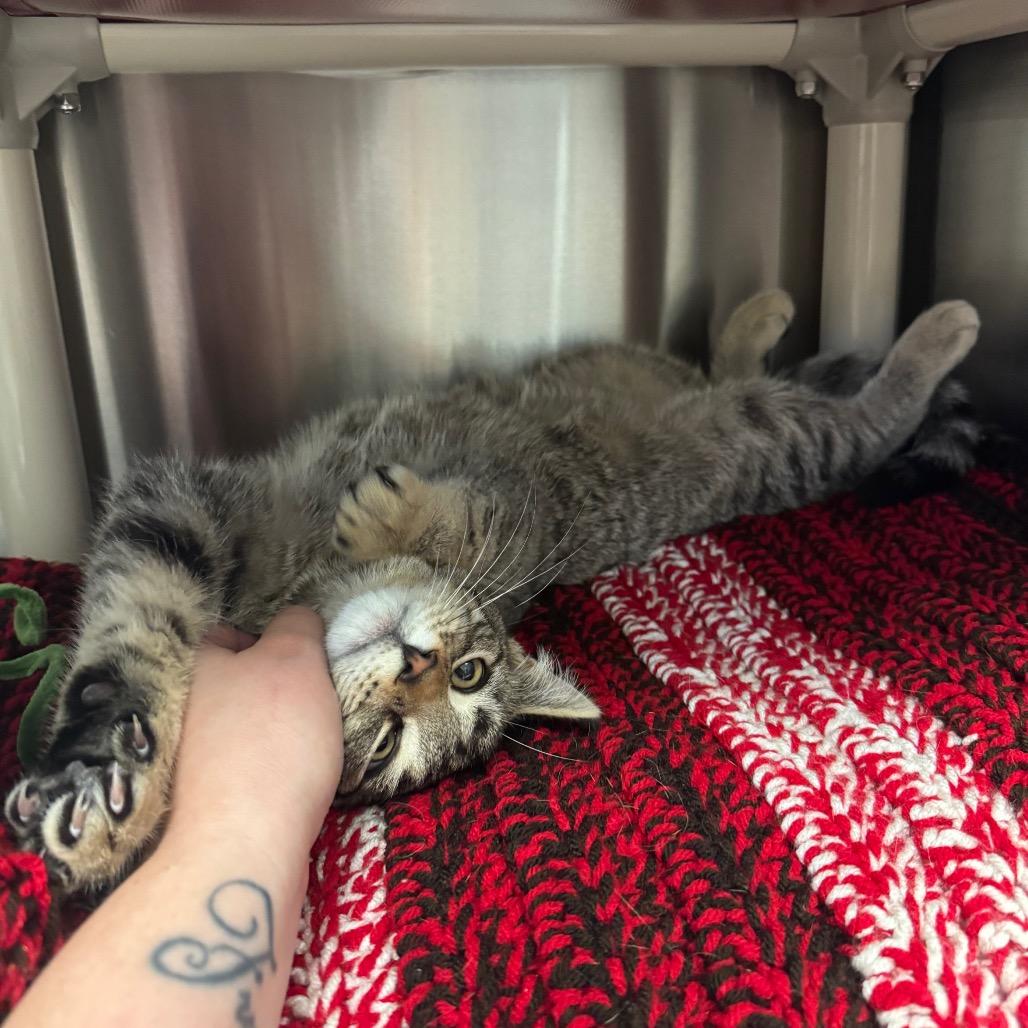 Enlarge Upside Down Cake, a Adoptable Domestic Short Hair in Hendersonville, NC image 3/4