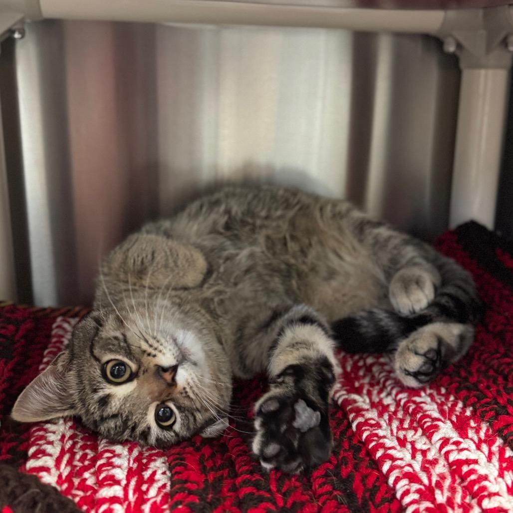 Enlarge Upside Down Cake, a Adoptable Domestic Short Hair in Hendersonville, NC image 4/4