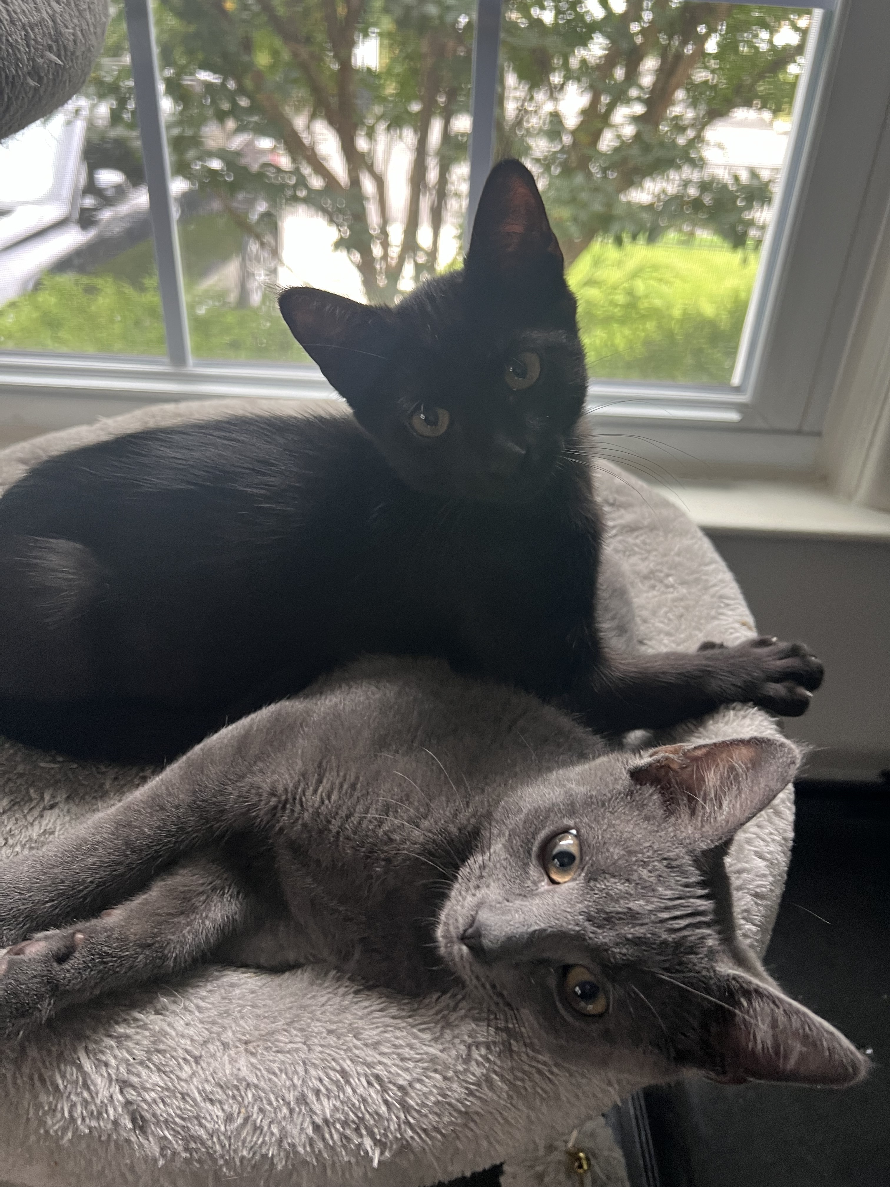 Huckleberry, a Adoptable Domestic Short Hair image 1/6