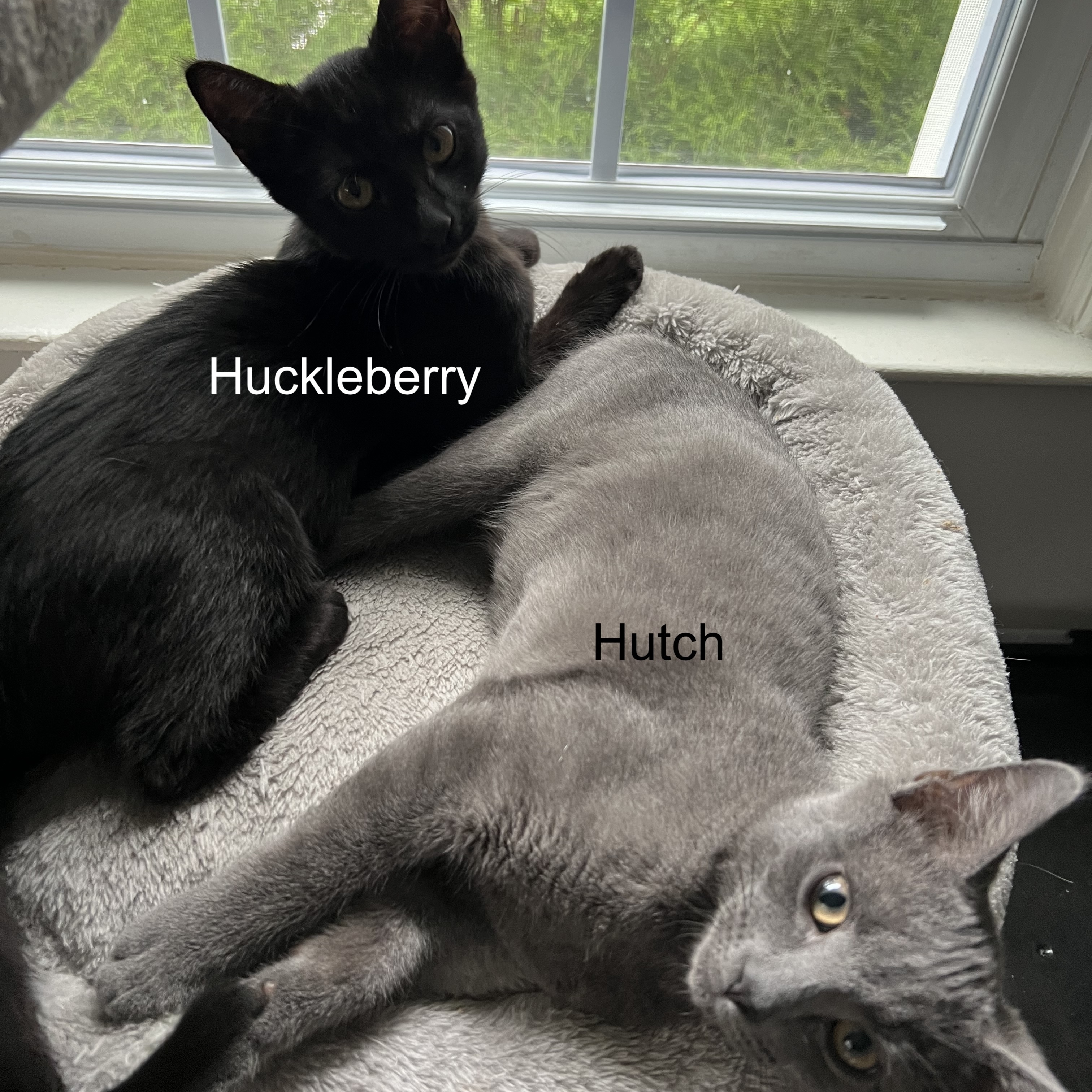Huckleberry, a Adoptable Domestic Short Hair image 2/6