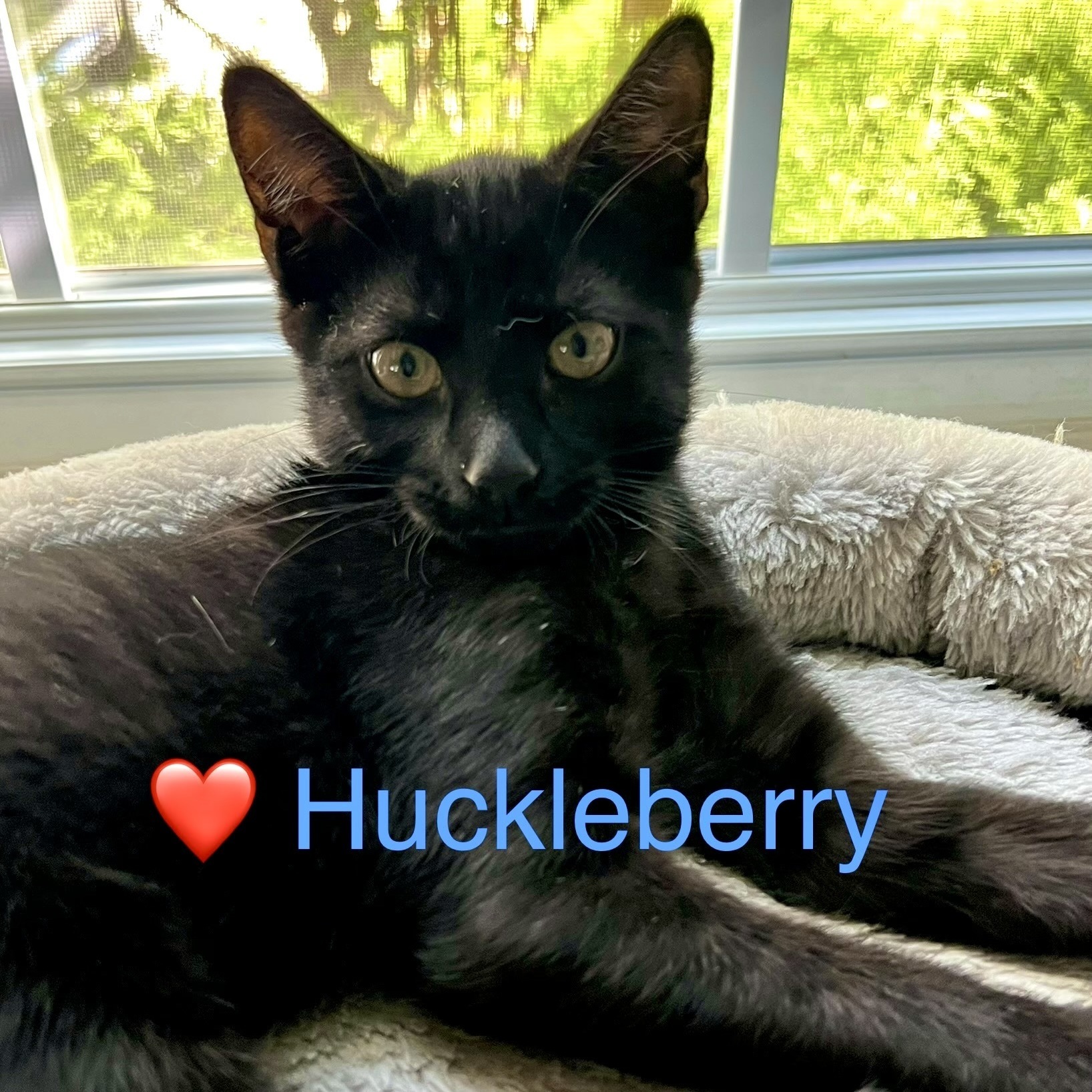Huckleberry, a Adoptable Domestic Short Hair image 3/6