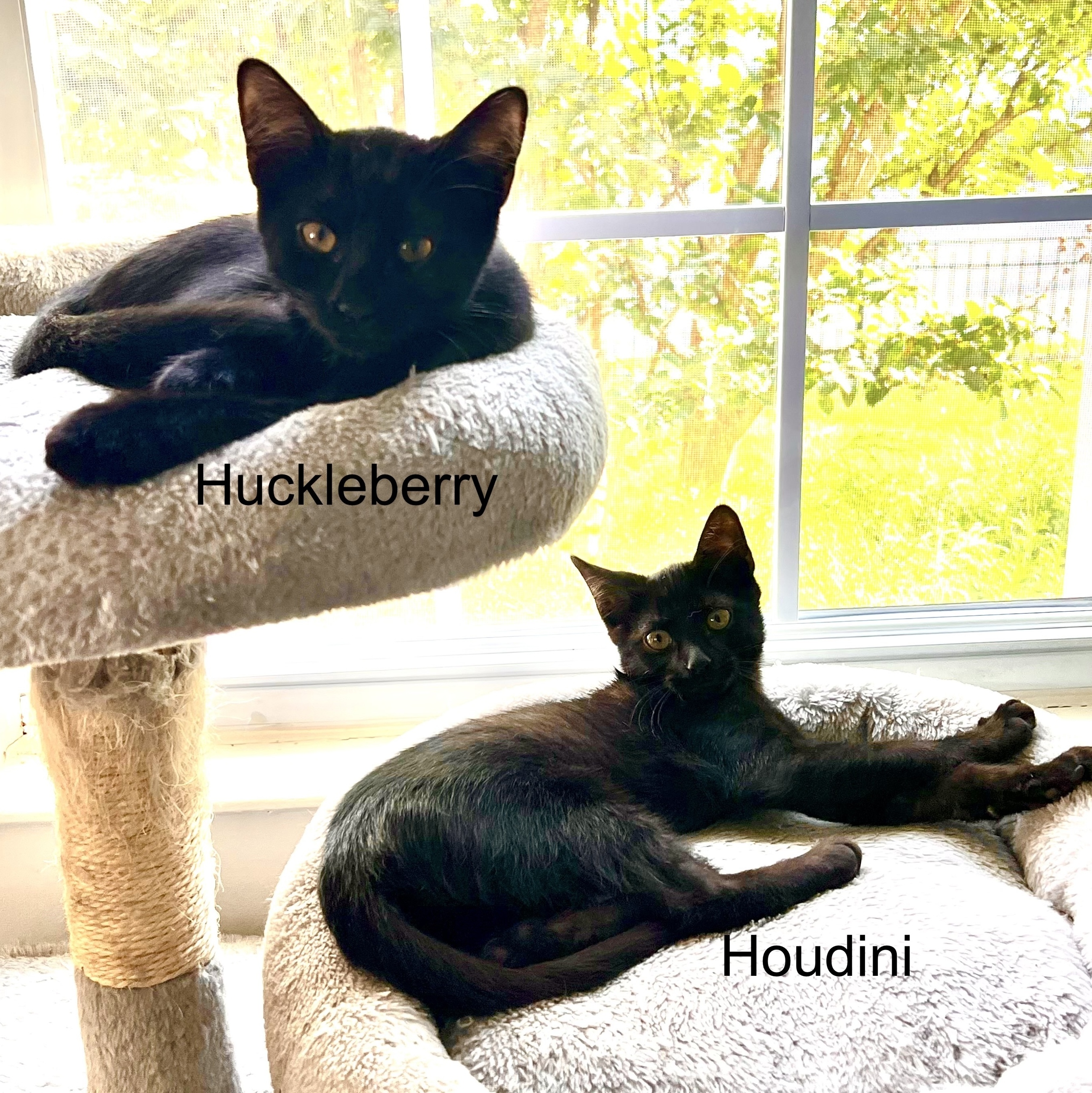 Huckleberry, a Adoptable Domestic Short Hair image 4/6