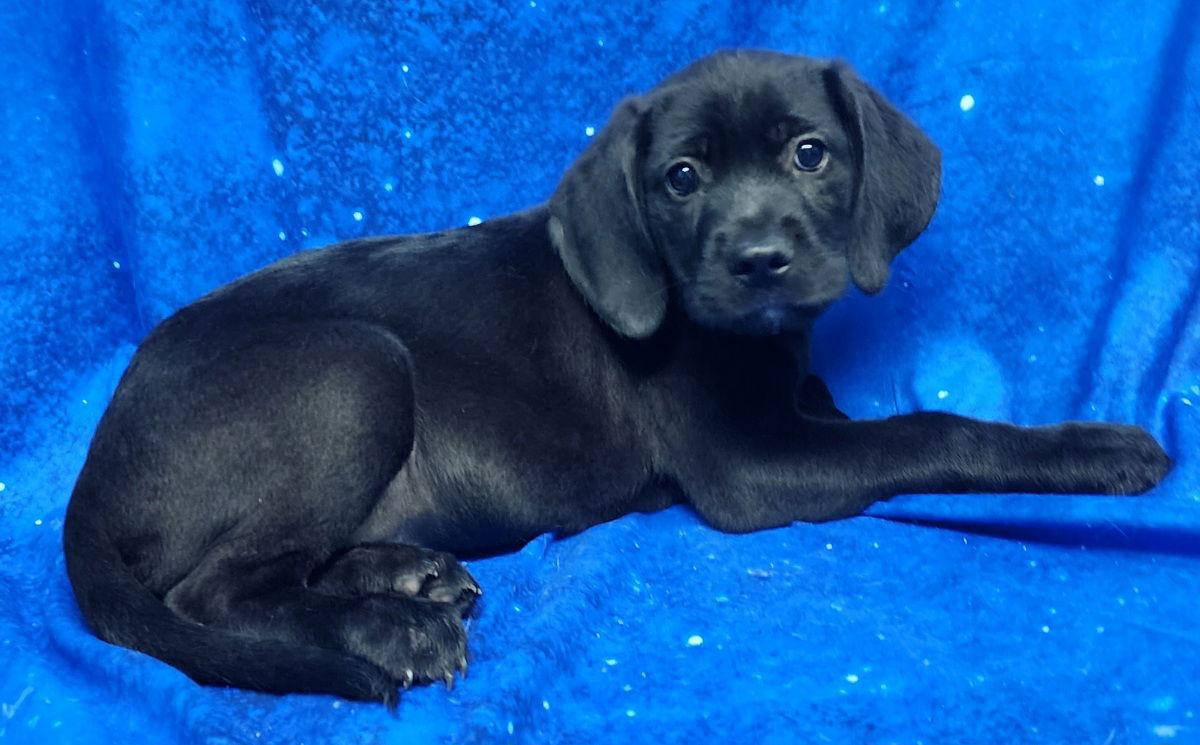 260278 Snapdragon — thumbnail 3