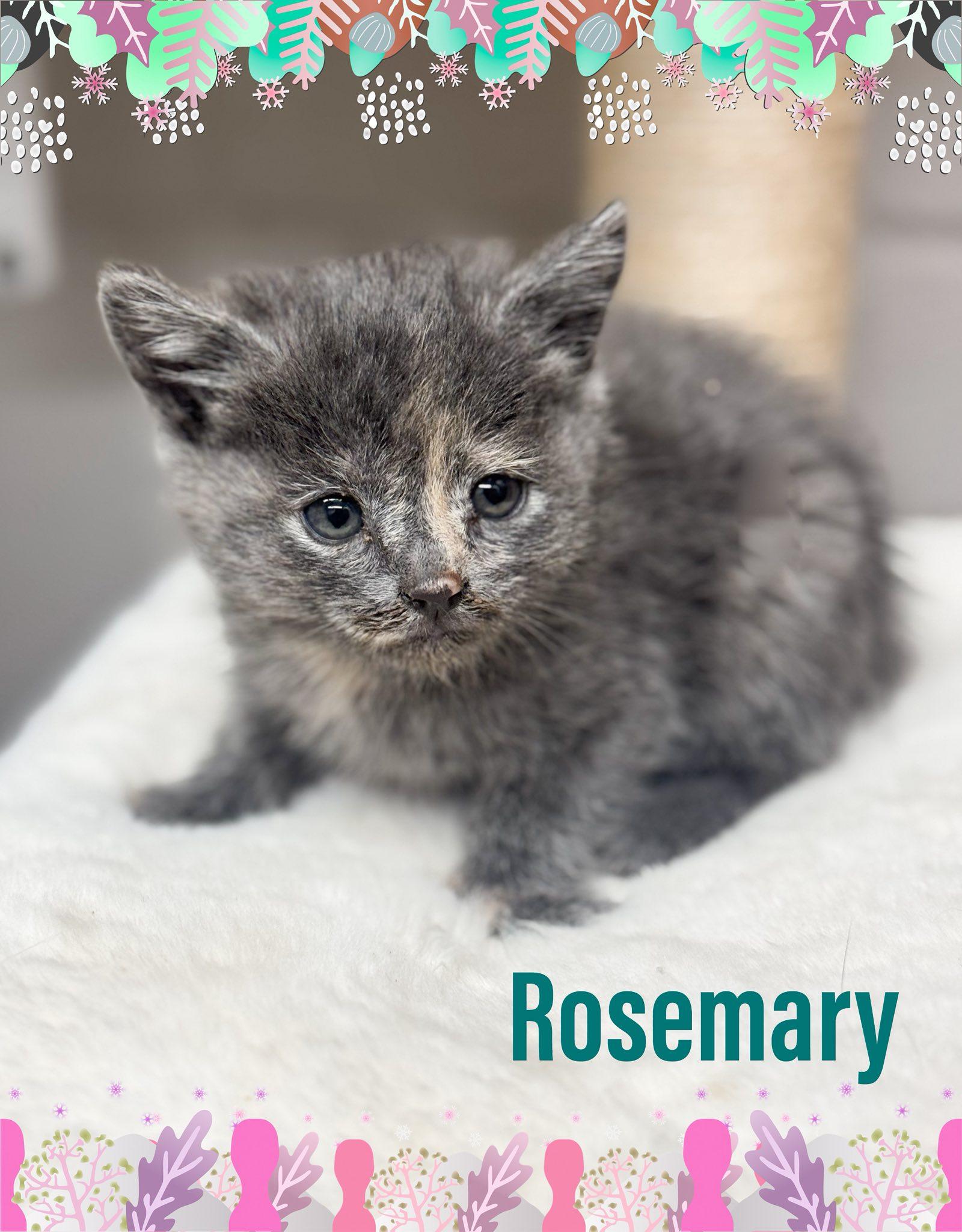 Rosemary, Adoptable, Kitten Female Domestic Medium Hair.