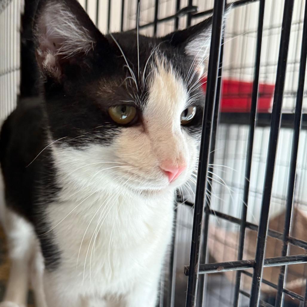 Kix, Adoptable, Young Male Domestic Short Hair & Extra-Toes Cat / Hemingway Polydactyl.